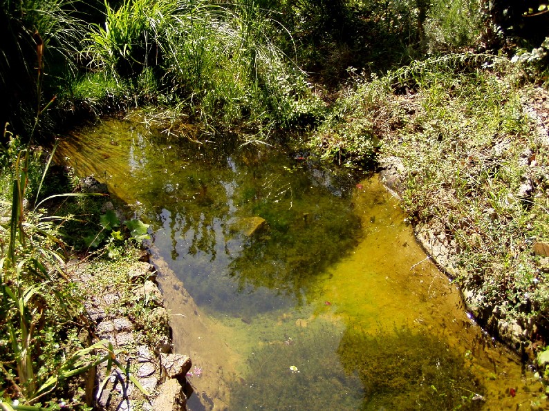 Il Laghetto del Centro di Entomologia - Piombino (LI)